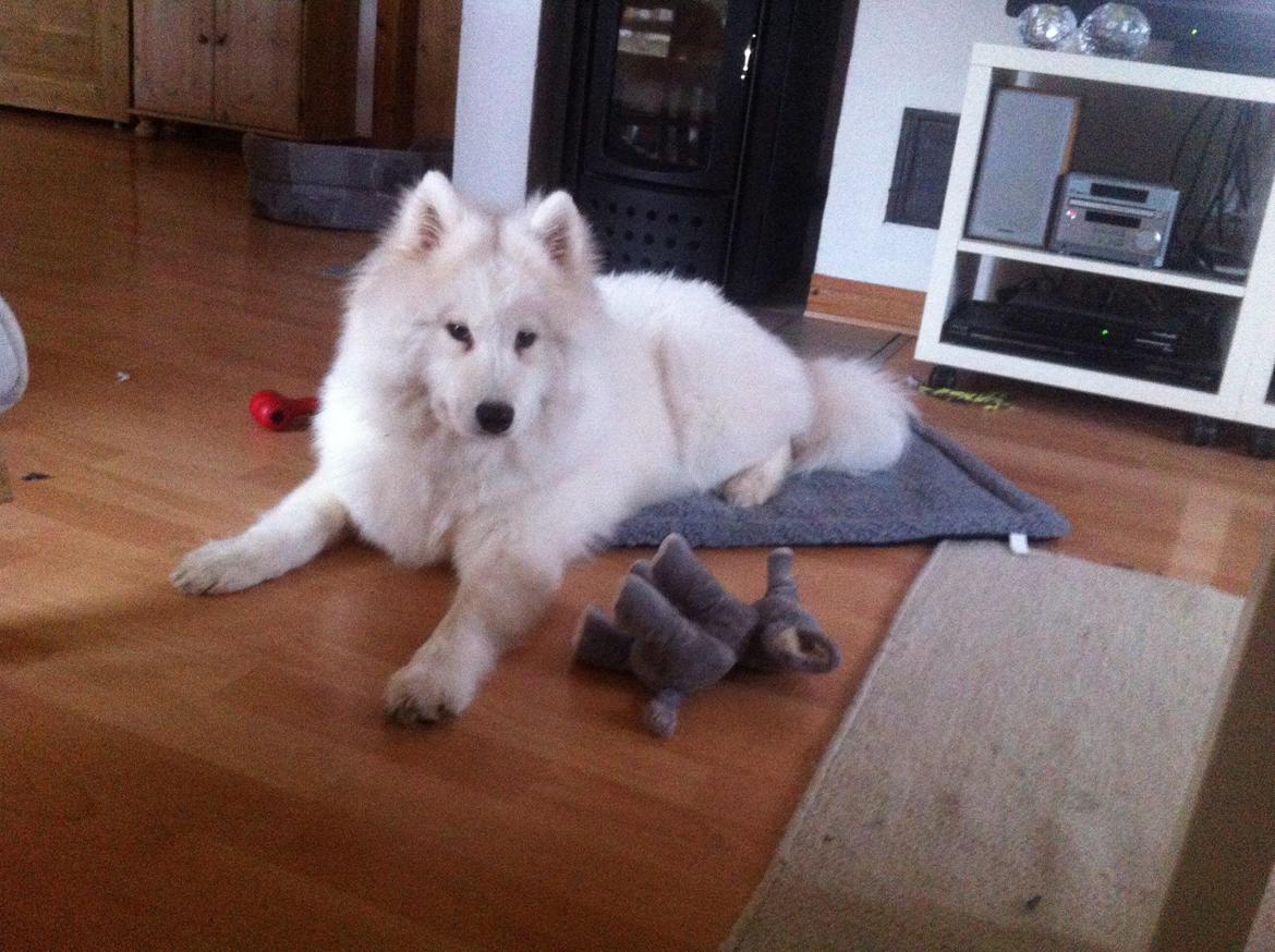 Samojedhund White Samara's Cool Chessie - 7 mdr. billede 30