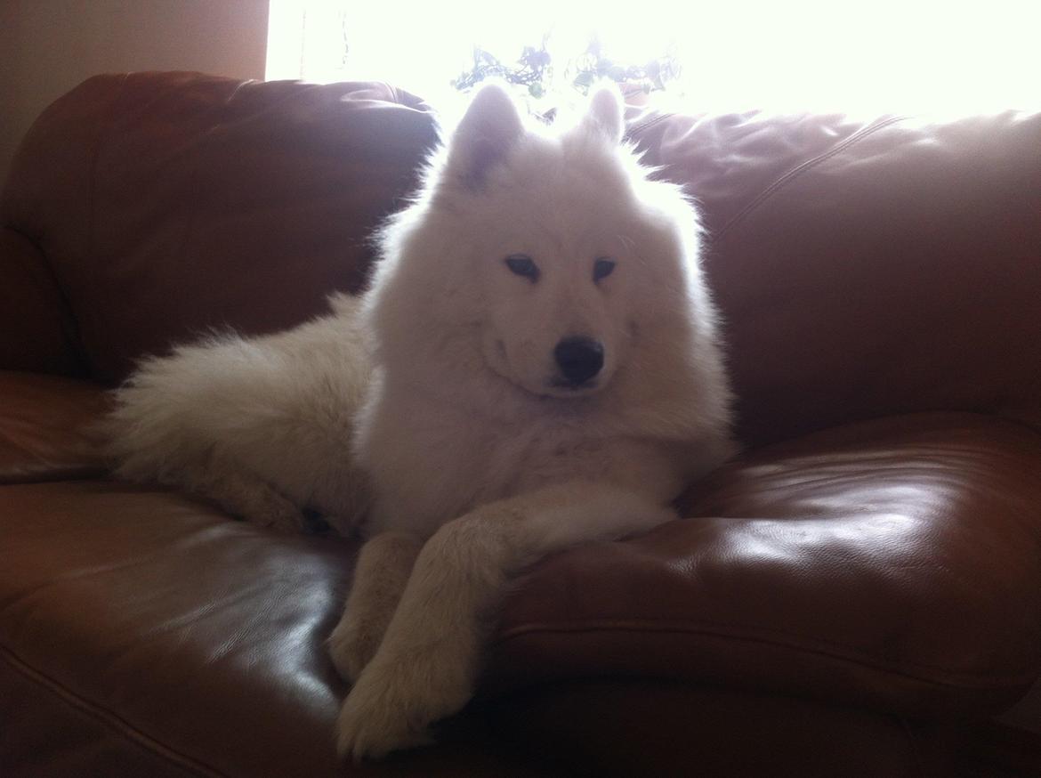 Samojedhund White Samara's Cool Chessie - 10 mdr. billede 33