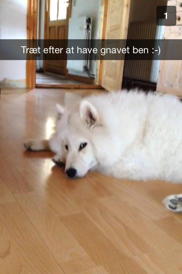 Samojedhund White Samara's Cool Chessie - 10 mdr. billede 35