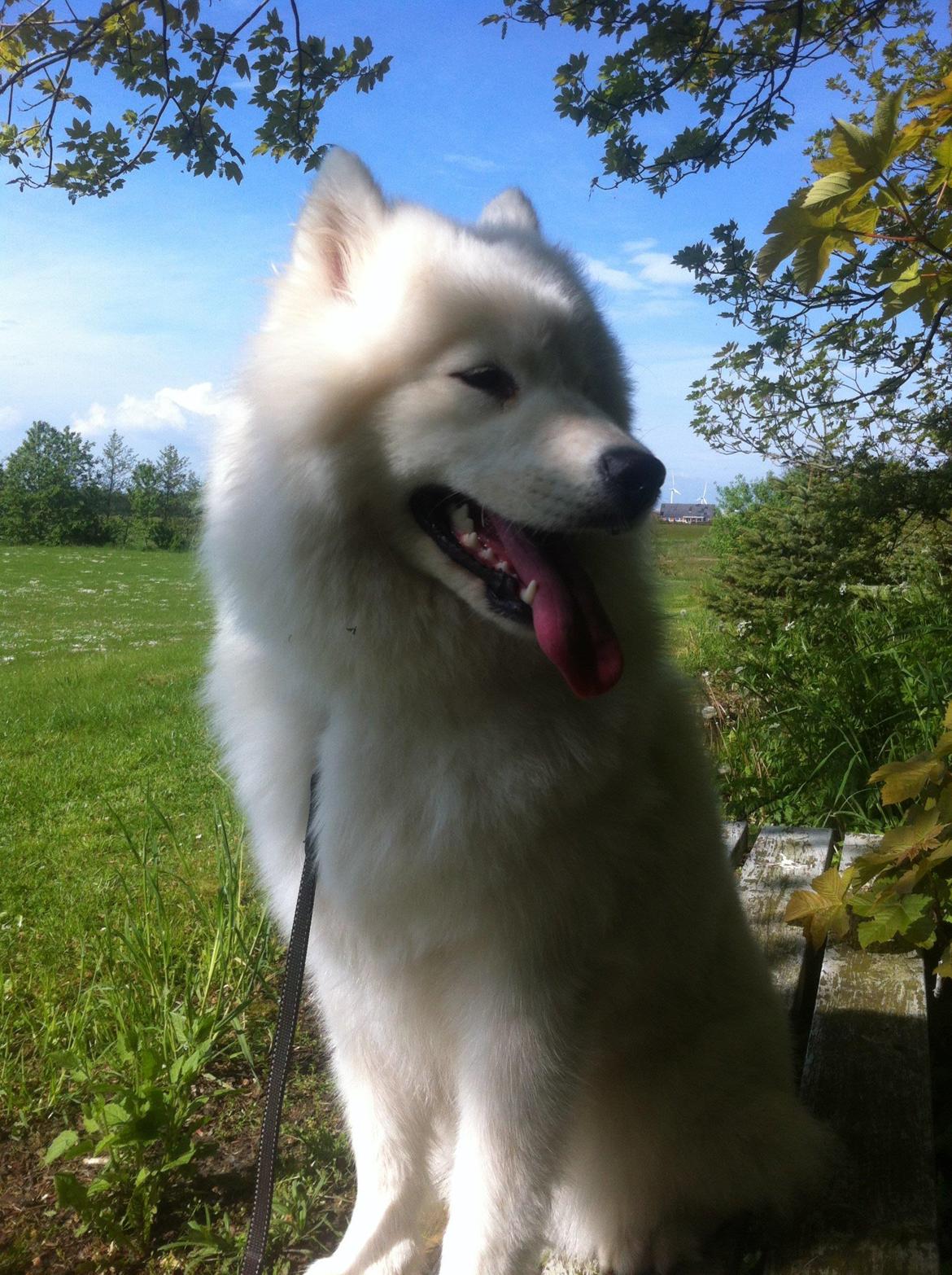 Samojedhund White Samara's Cool Chessie - 10½ mdr. billede 24