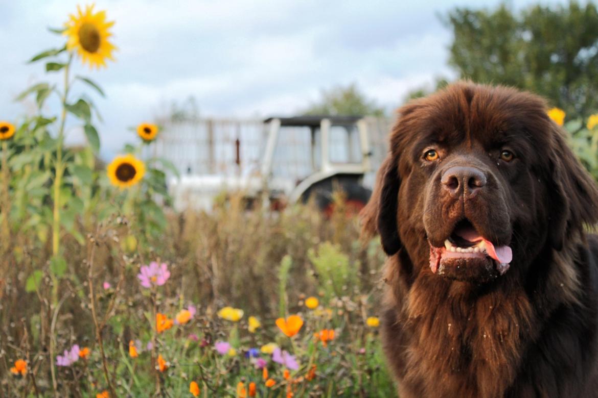 Newfoundlænder Alma billede 4