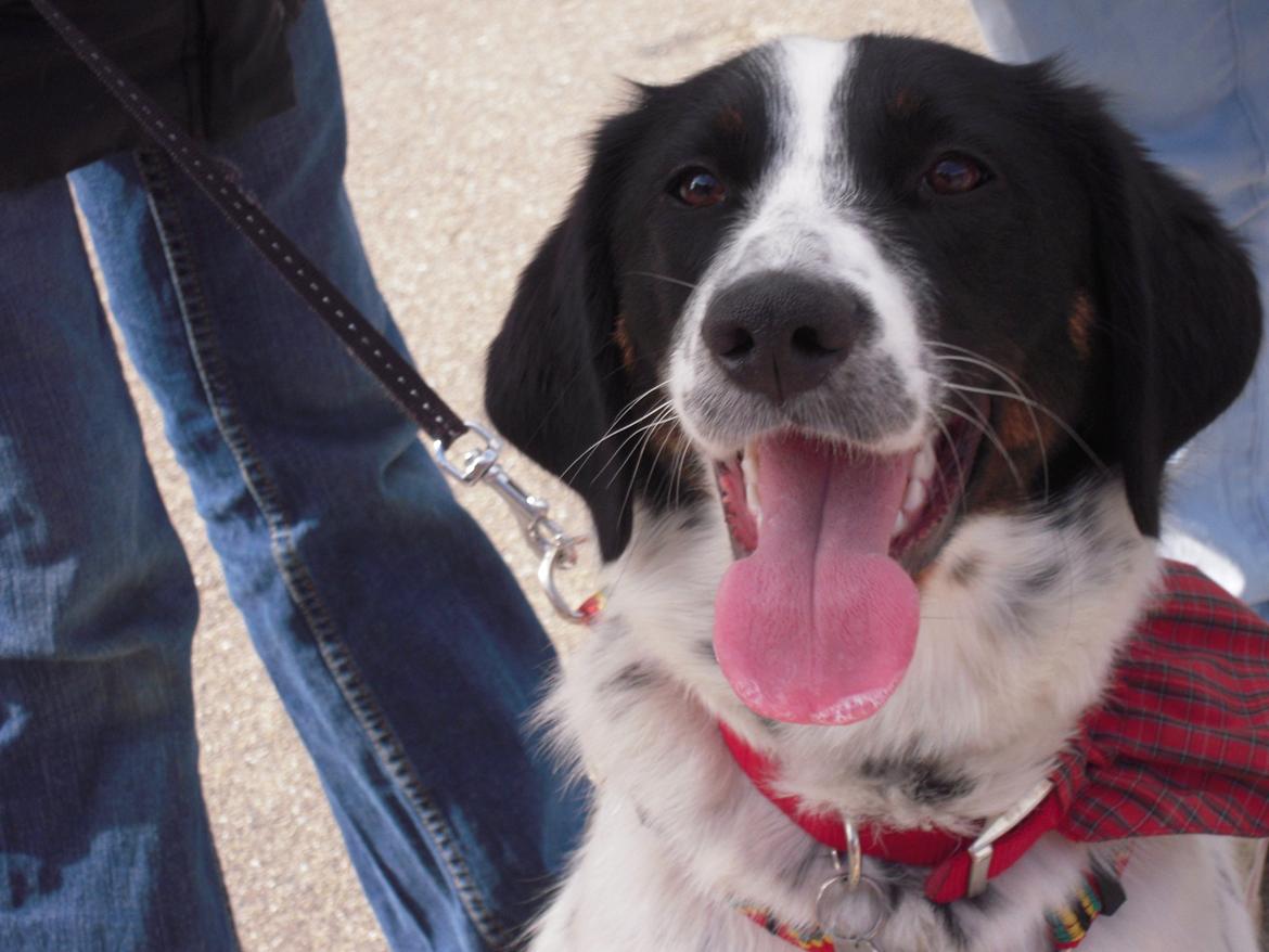 Blanding af racer Sille billede 15