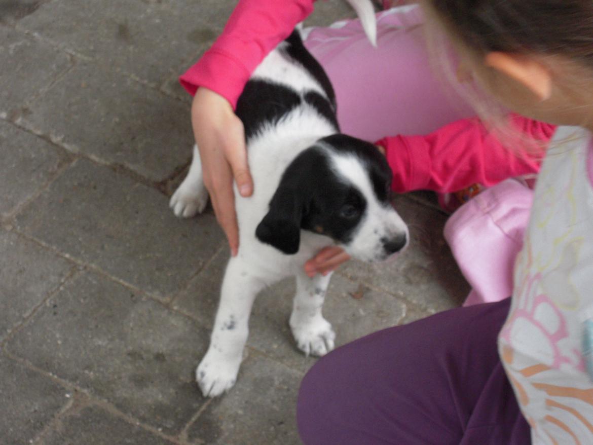 Blanding af racer Sille billede 9