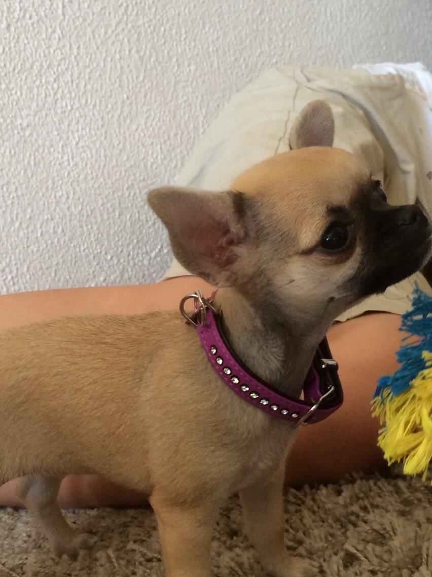 Chihuahua Coco billede 1