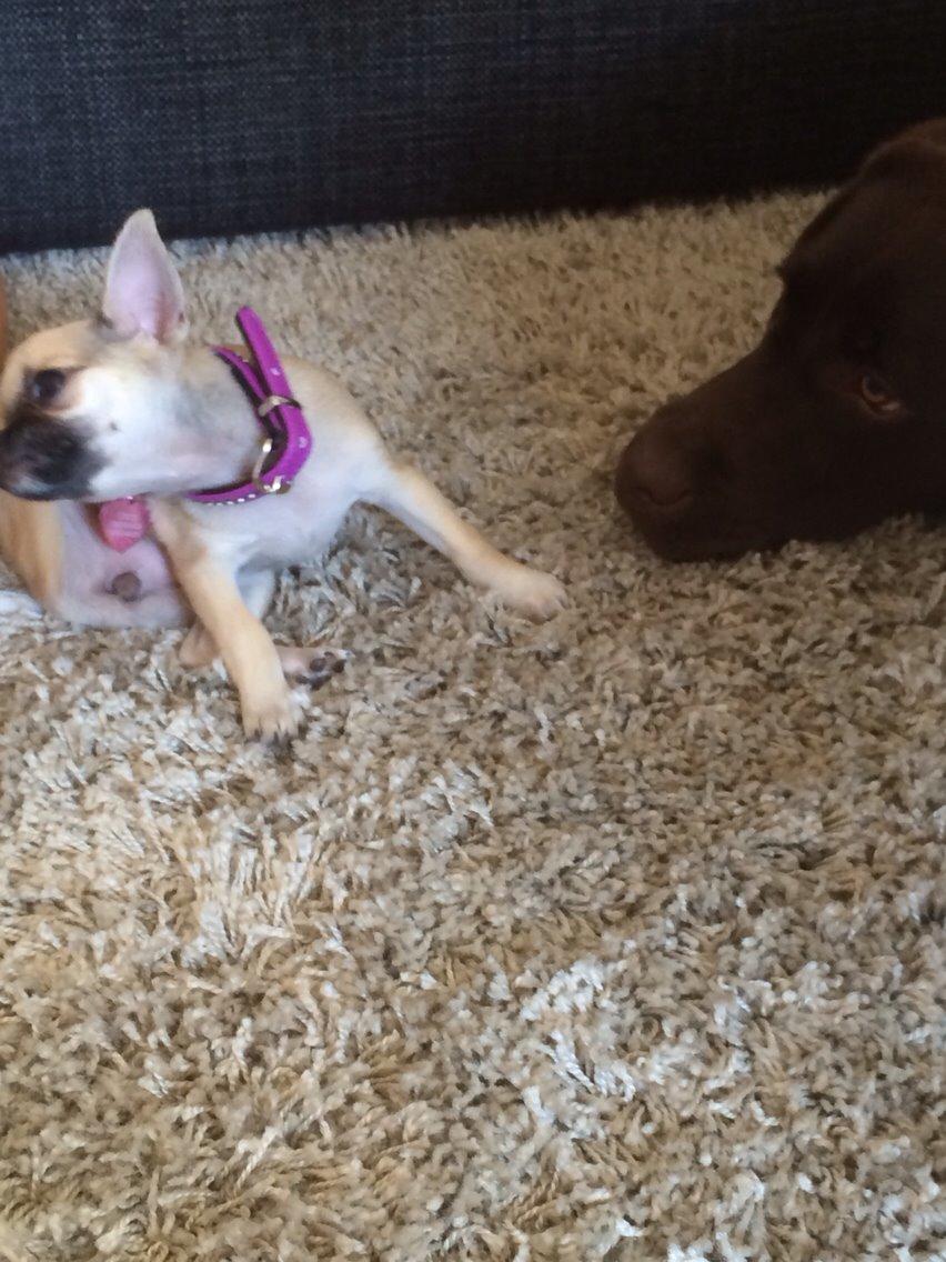 Chihuahua Coco billede 2