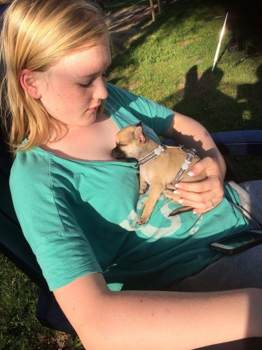 Chihuahua Coco billede 4