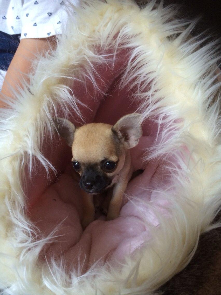 Chihuahua Coco billede 5