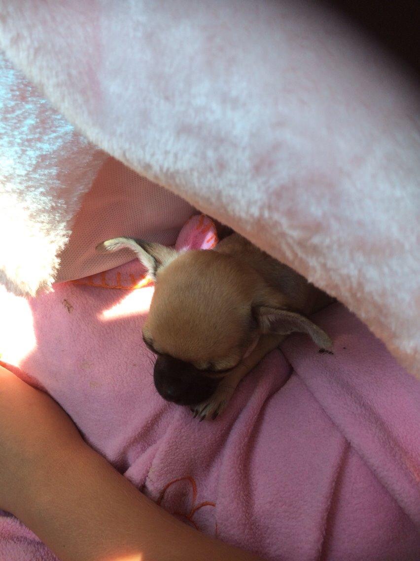 Chihuahua Coco billede 6