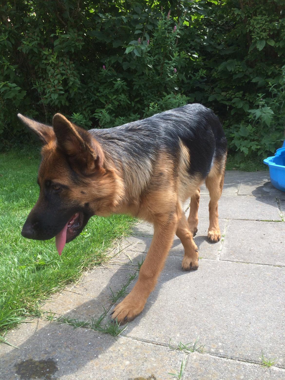 Schæferhund bella billede 12