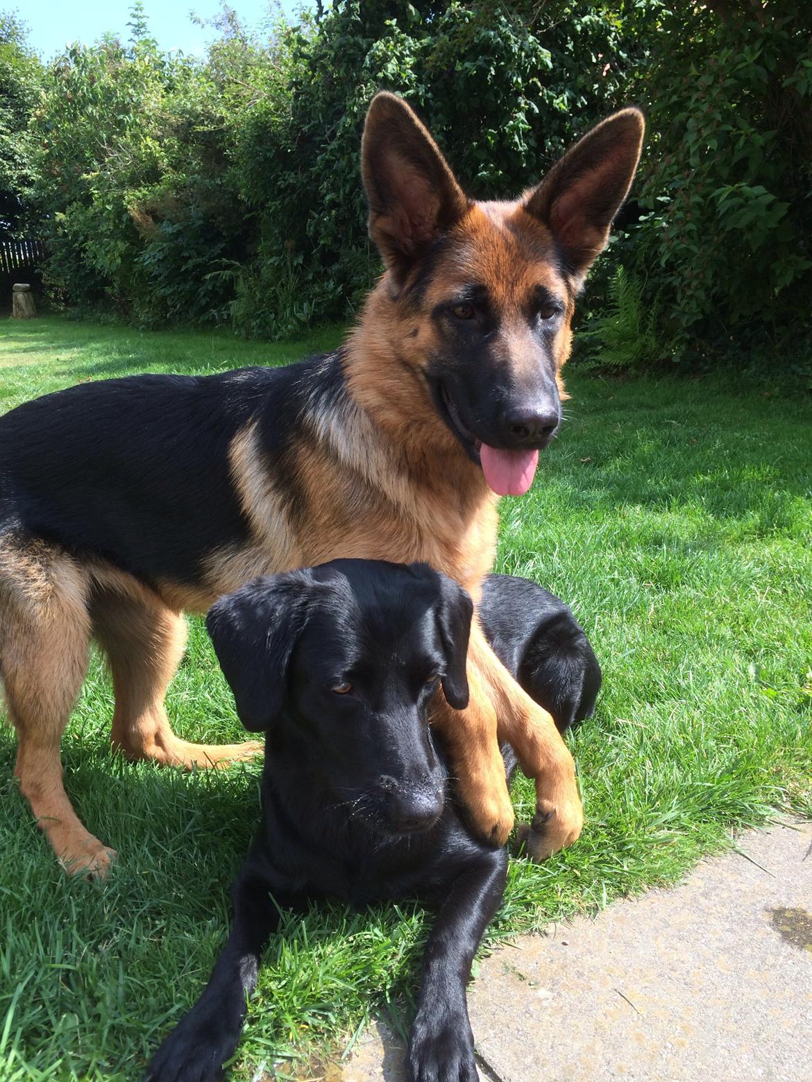 Schæferhund bella billede 13