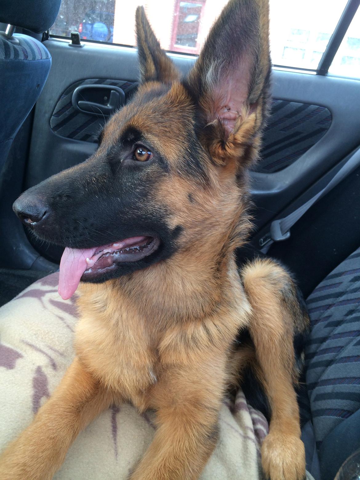 Schæferhund bella billede 14