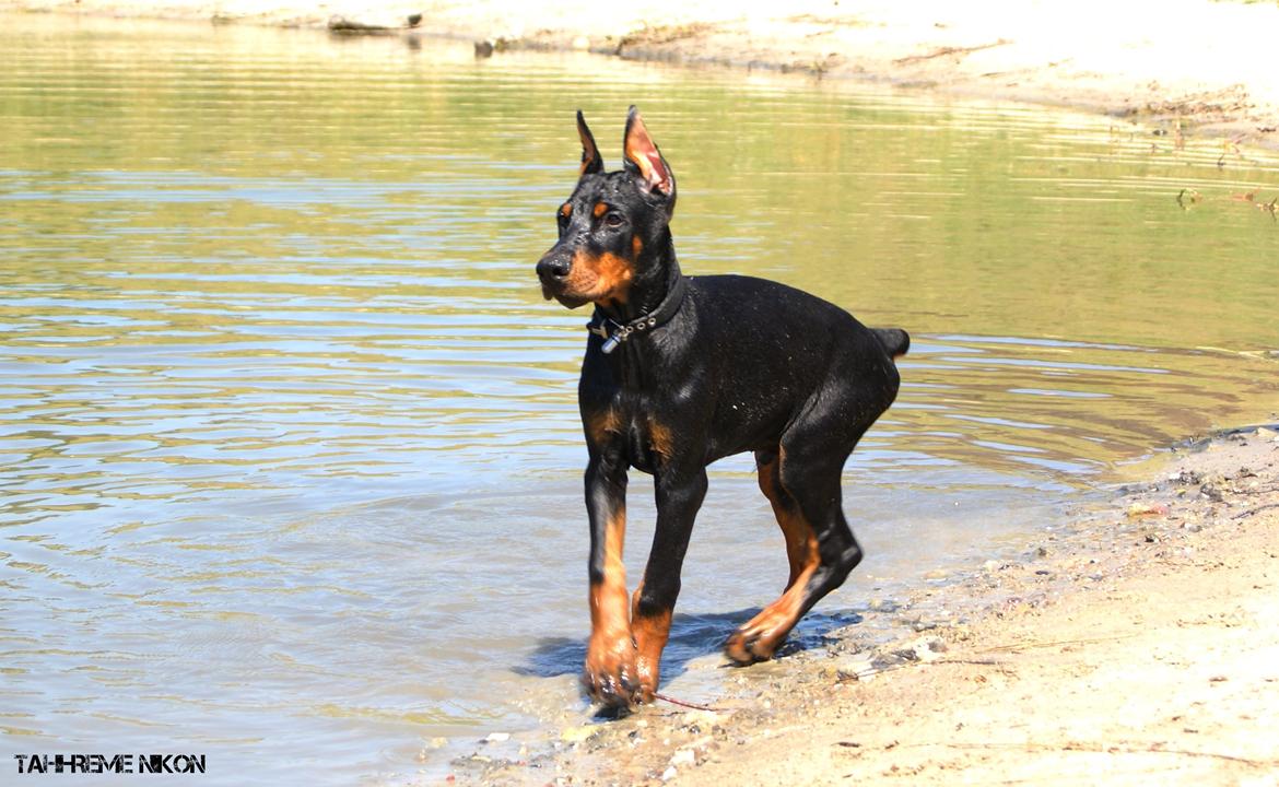 Dobermann Tahi-réme Nikon / Nooka billede 36
