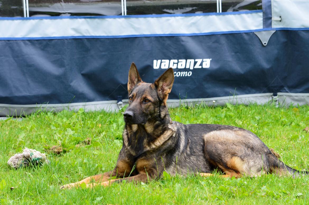 Schæferhund Alice billede 11