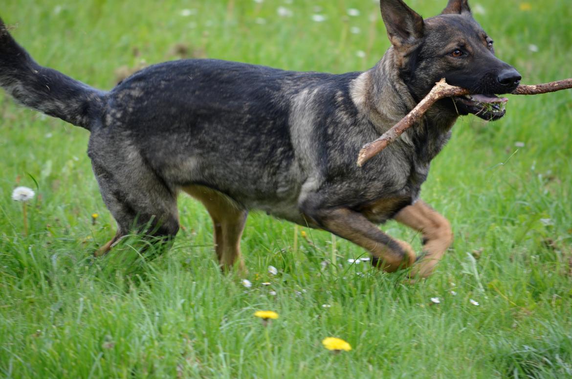 Schæferhund Alice billede 12