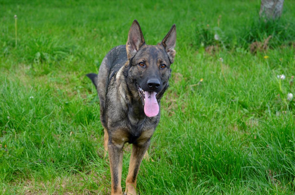 Schæferhund Alice billede 13