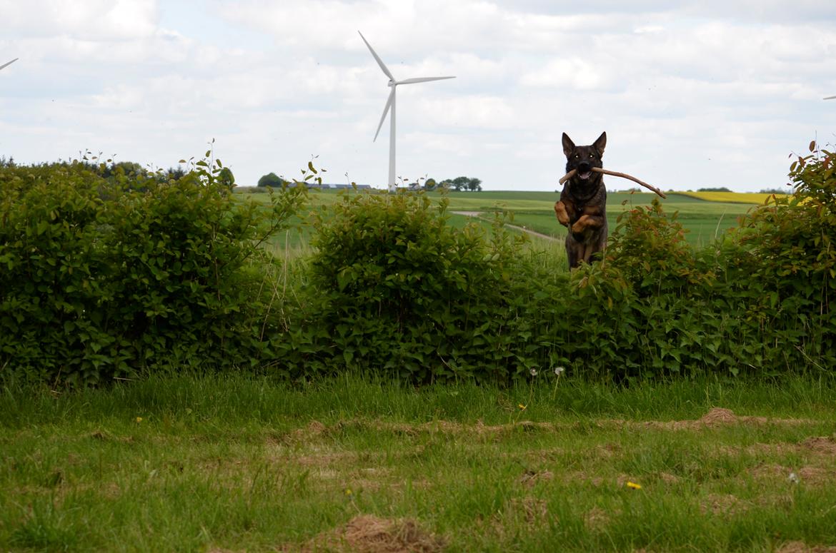 Schæferhund Alice billede 14