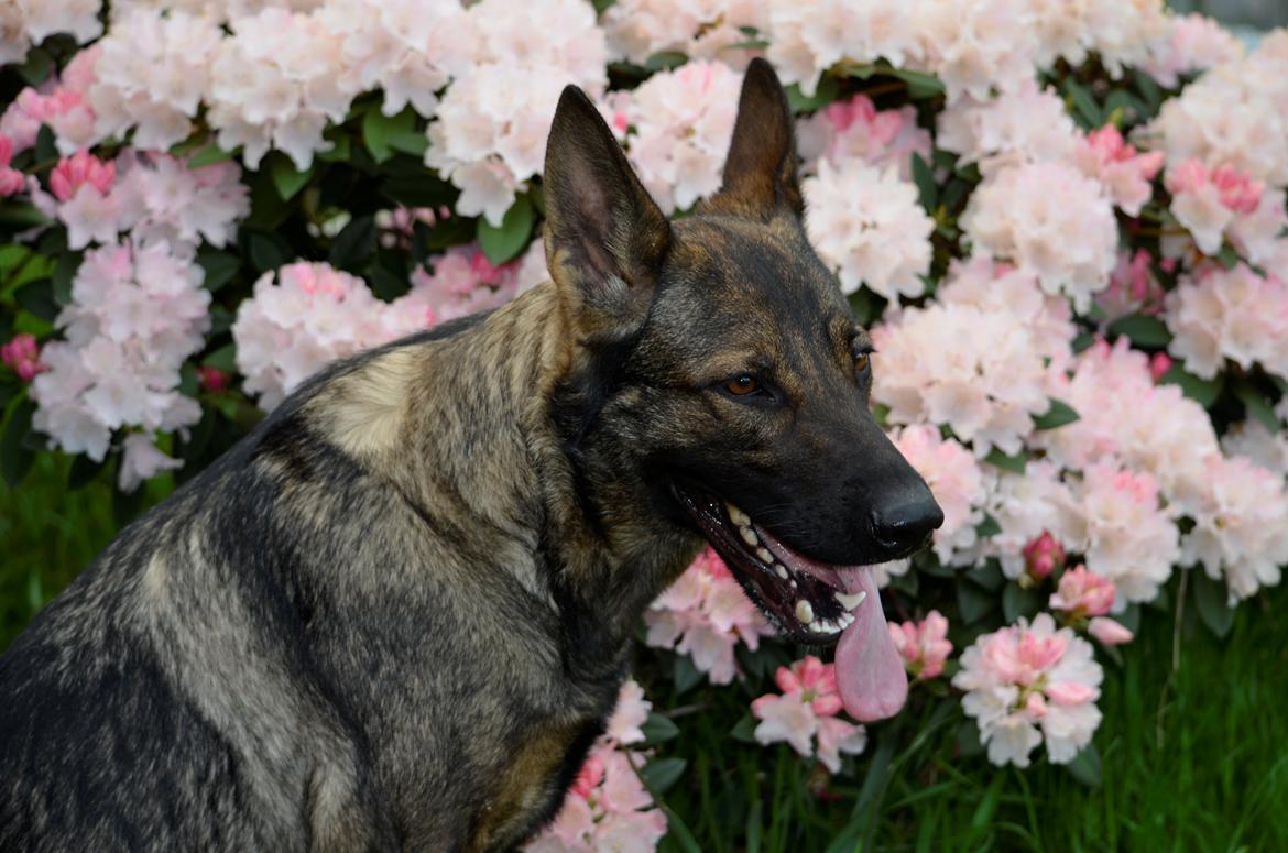 Schæferhund Alice billede 15
