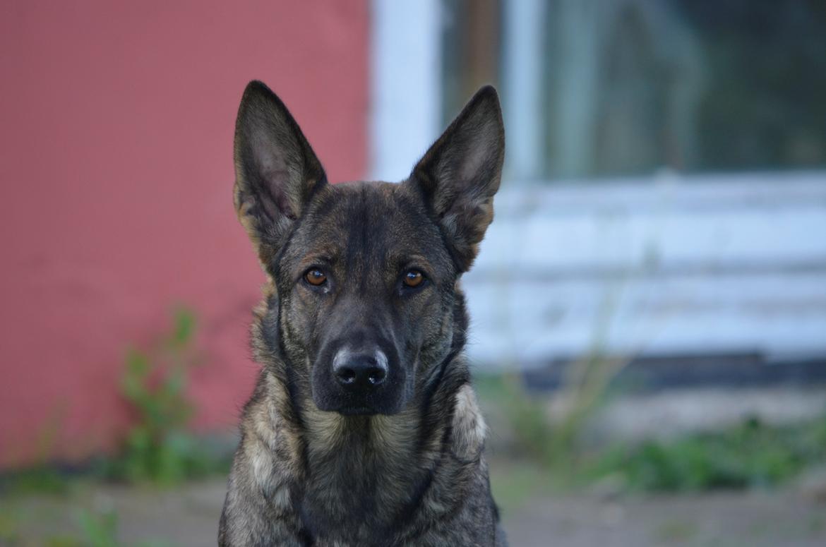 Schæferhund Alice billede 16