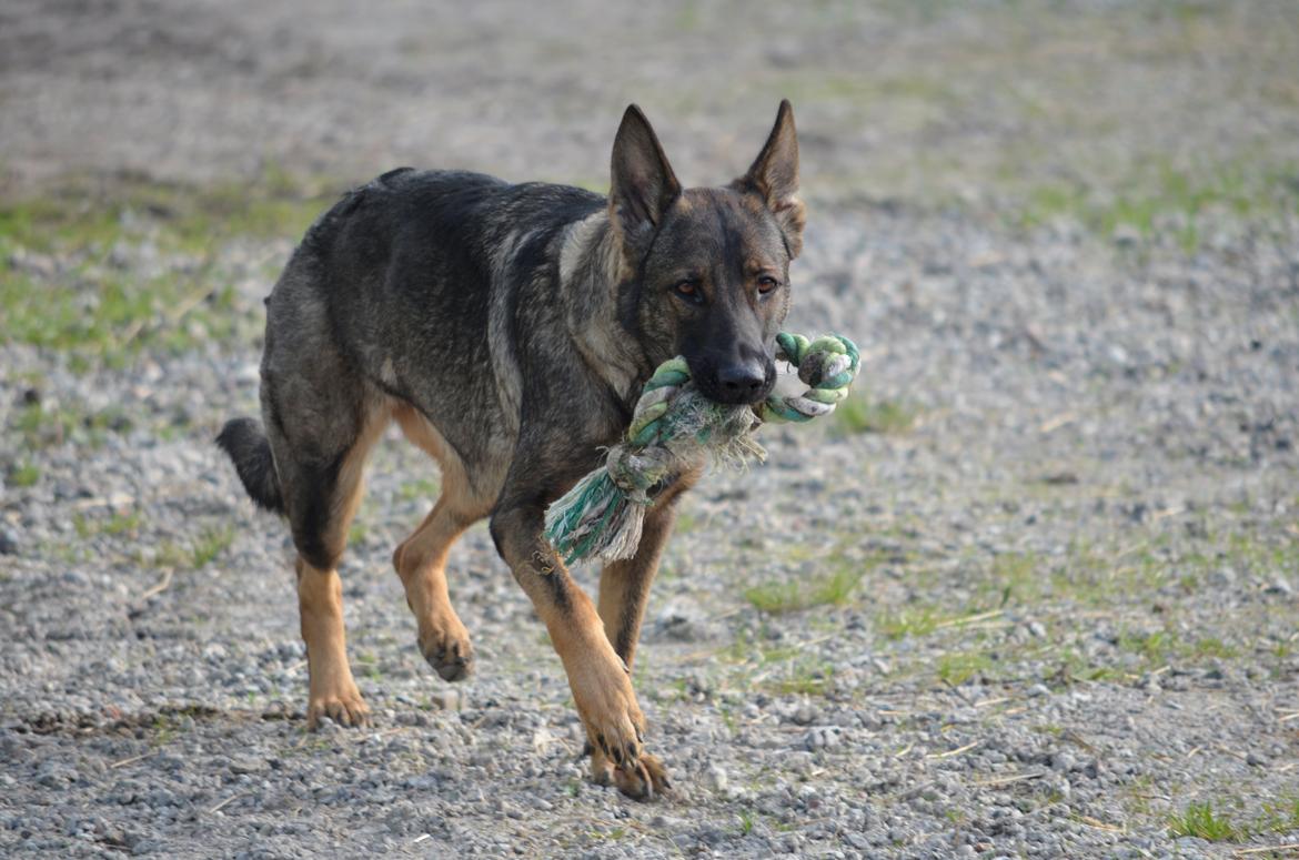 Schæferhund Alice billede 17