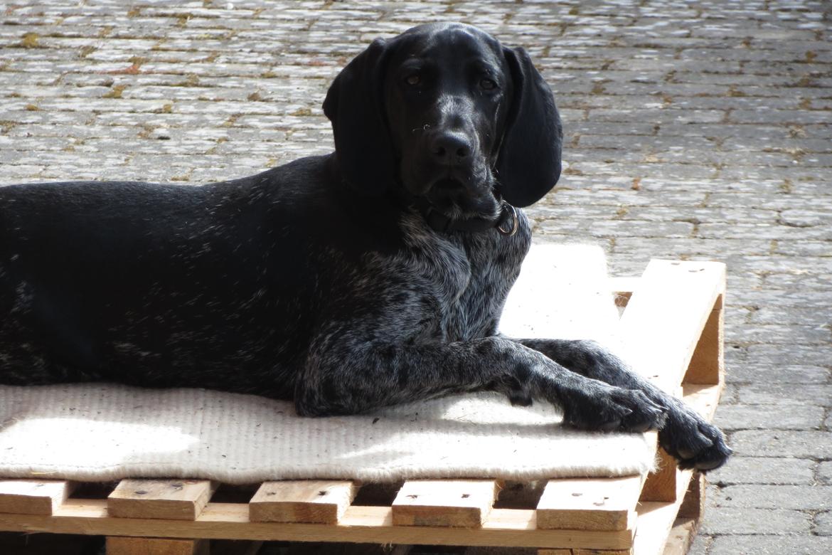 Ruhåret hønsehund Hjortlunds Eiko billede 45