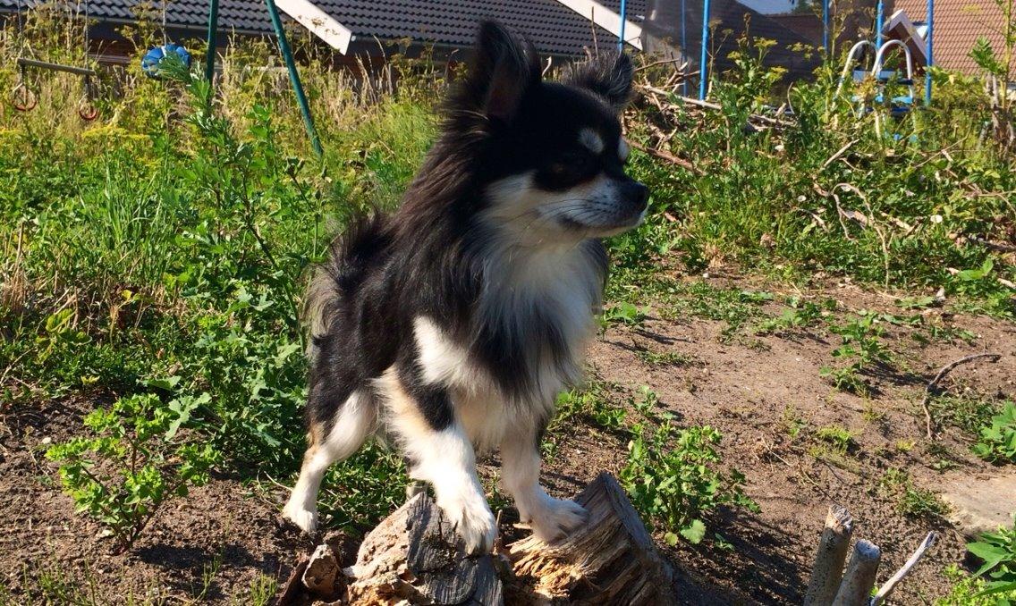 Chihuahua Chester billede 2