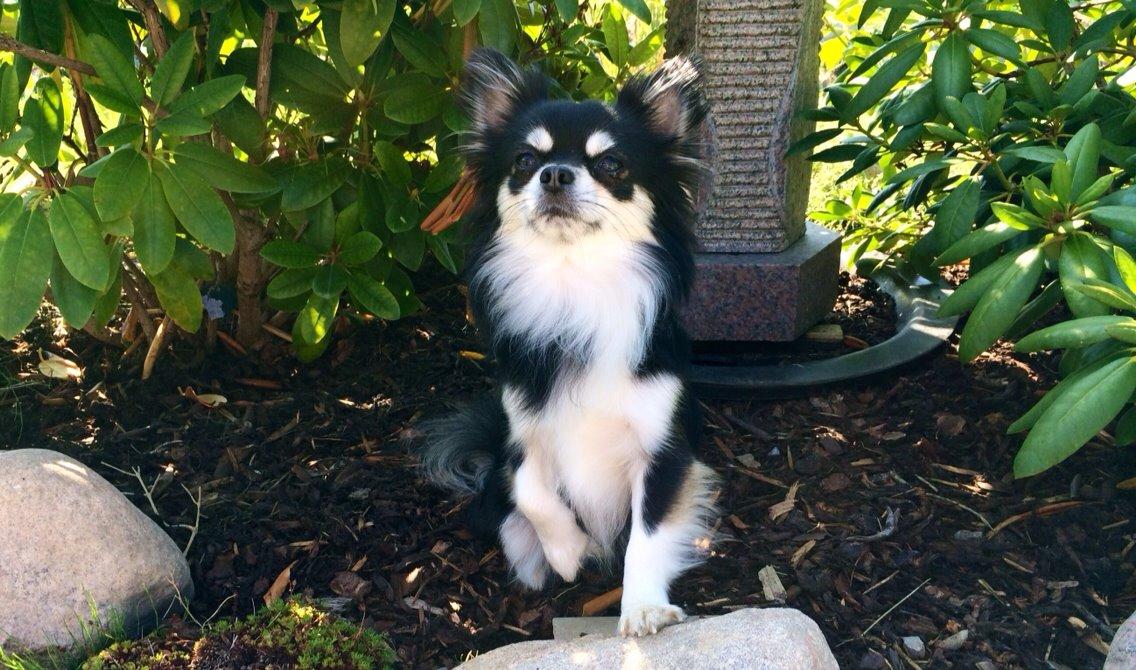 Chihuahua Chester billede 1