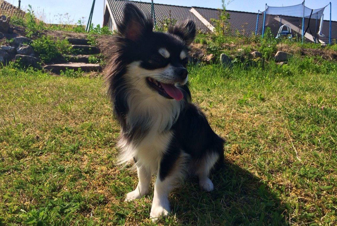 Chihuahua Chester billede 3