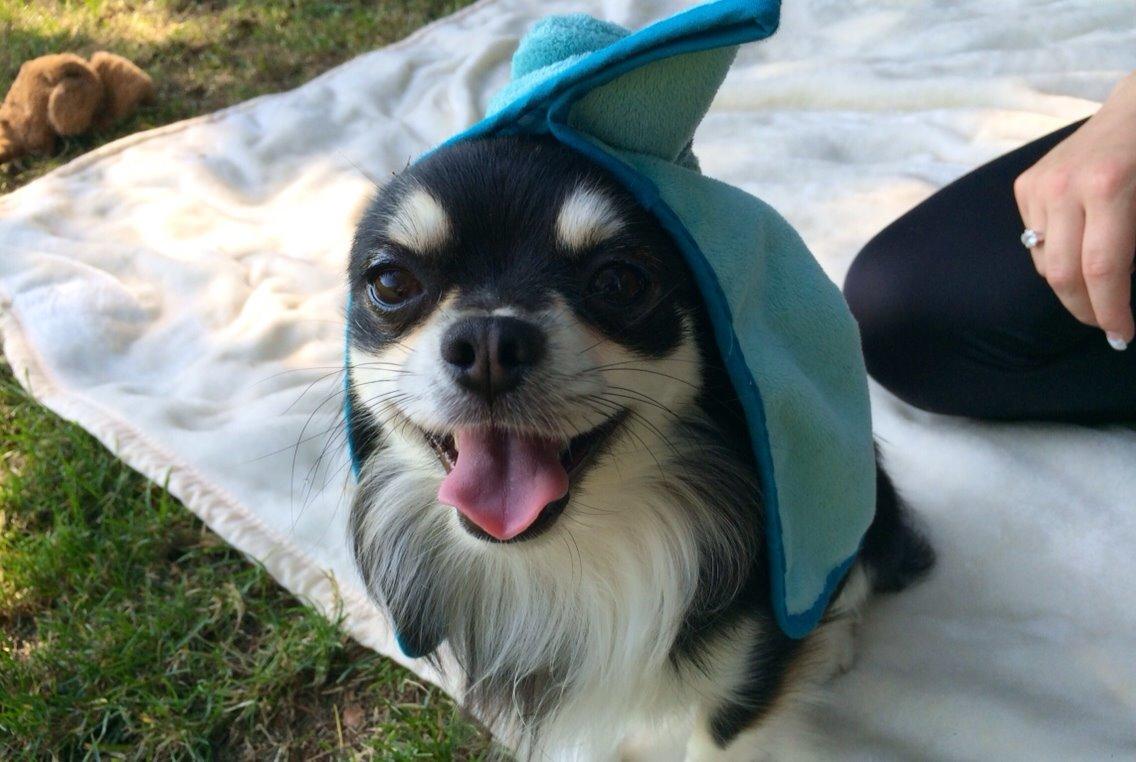 Chihuahua Chester billede 4