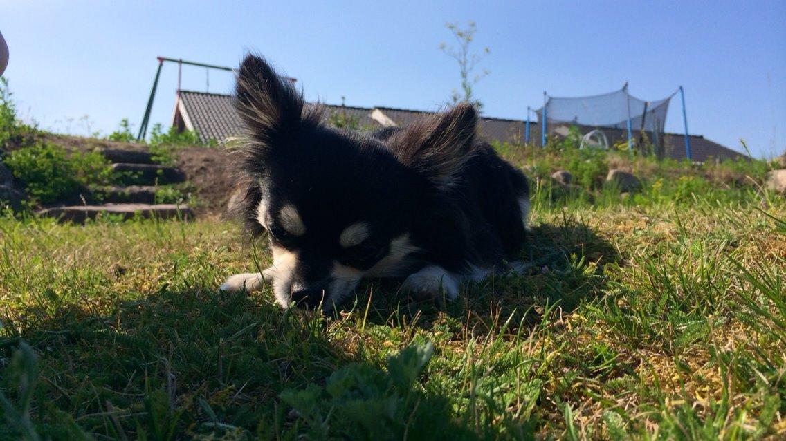 Chihuahua Chester billede 5