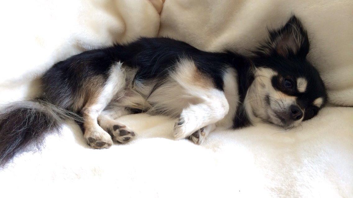 Chihuahua Chester billede 6