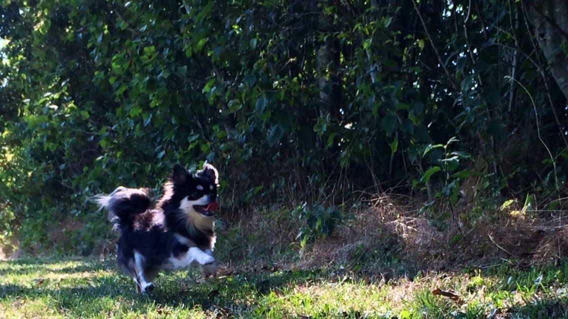 Chihuahua Chester billede 7