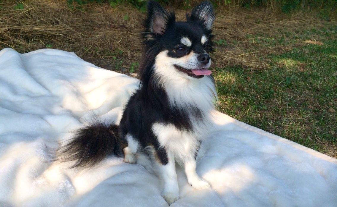 Chihuahua Chester billede 8