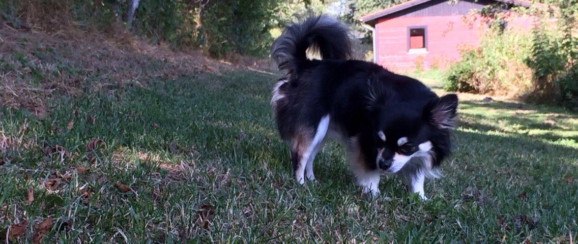 Chihuahua Chester billede 9