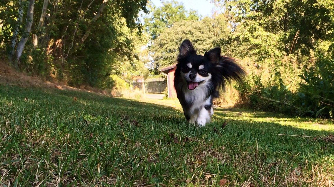 Chihuahua Chester billede 10