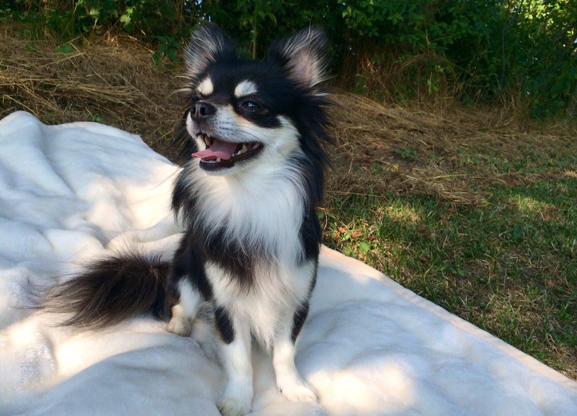 Chihuahua Chester billede 11