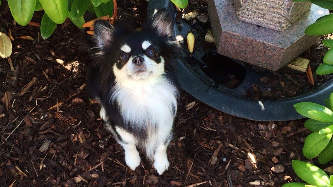 Chihuahua Chester billede 12