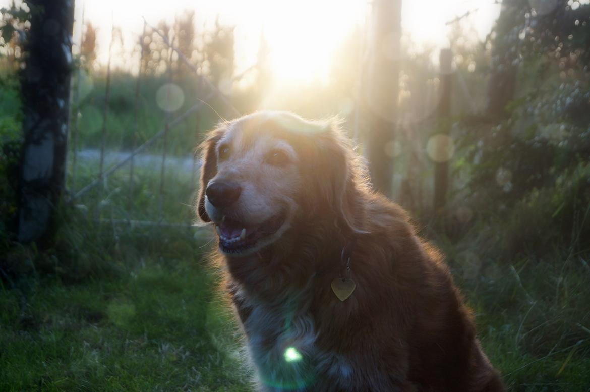 Nova scotia duck tolling retriever Marvin billede 2