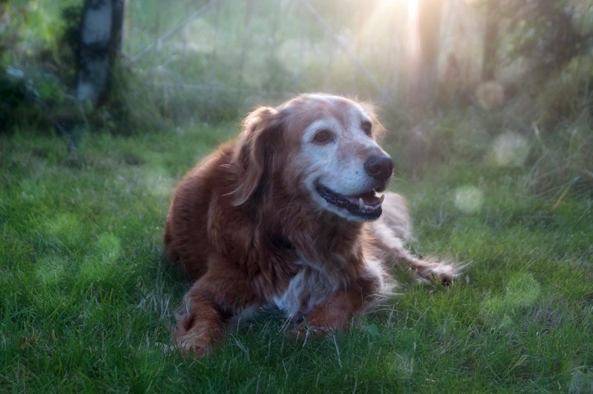 Nova scotia duck tolling retriever Marvin billede 1