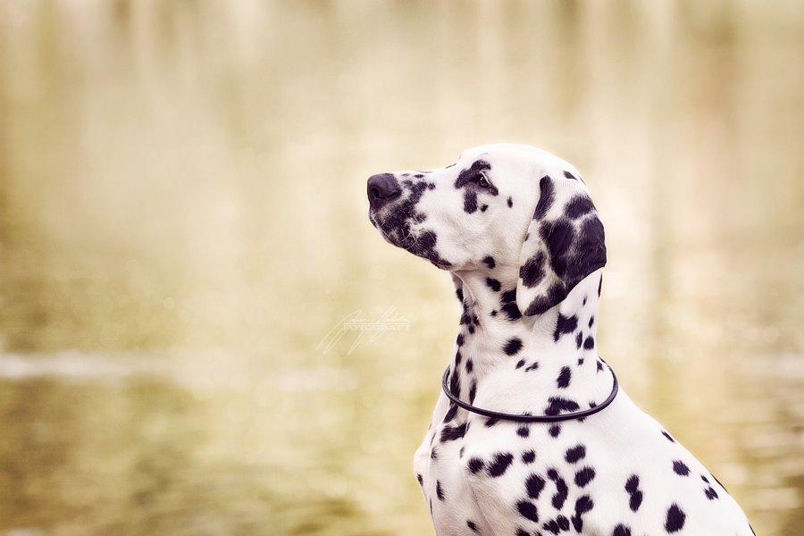 Dalmatiner Hugin (Spotdog's Everything Elegant) - 4 mdr. gammel billede 28