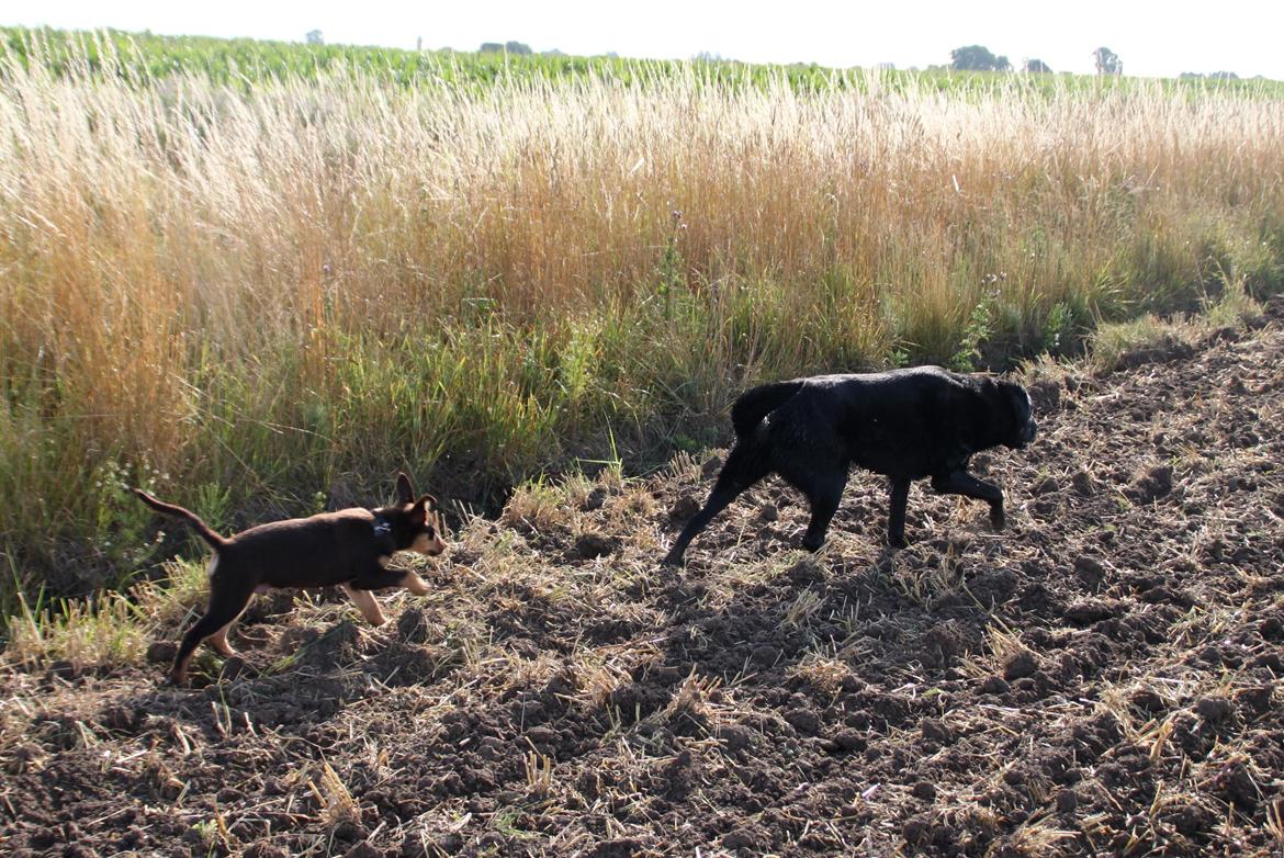 Border collie / Australsk Kelpie - Jack (Sparrow) billede 42