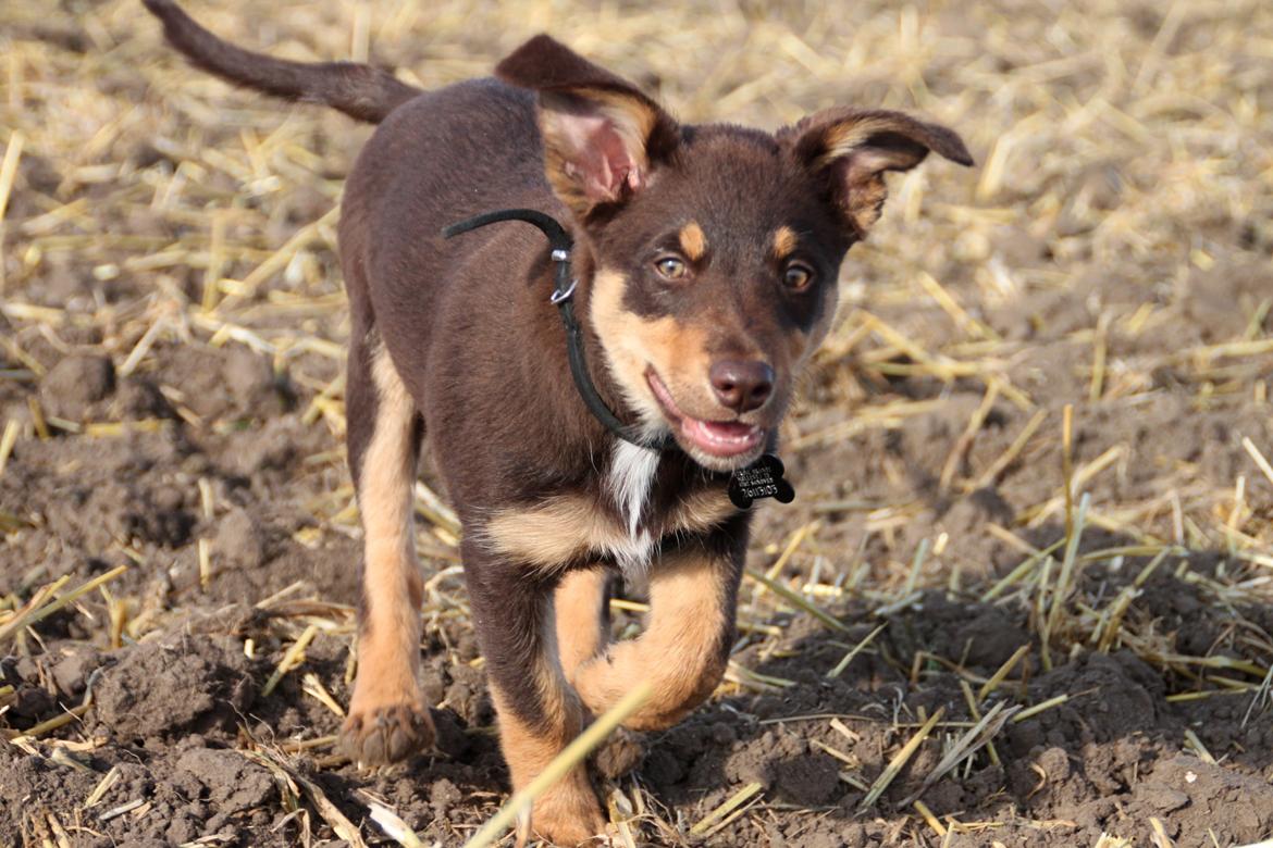 Border collie / Australsk Kelpie - Jack (Sparrow) billede 43