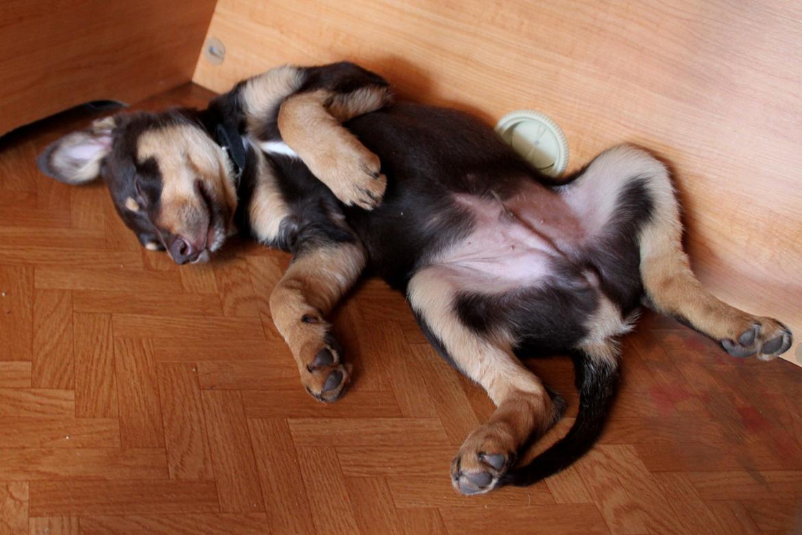 Border collie / Australsk Kelpie - Jack (Sparrow) - Jack med på camping - det tærer på kræfterne ;) billede 44