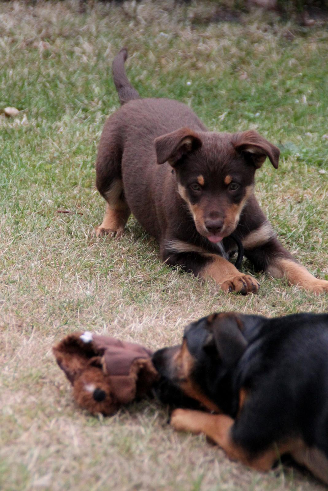 Border collie / Australsk Kelpie - Jack (Sparrow) - På camping, leger med Ingolf og bæver-piv-dyret  billede 45