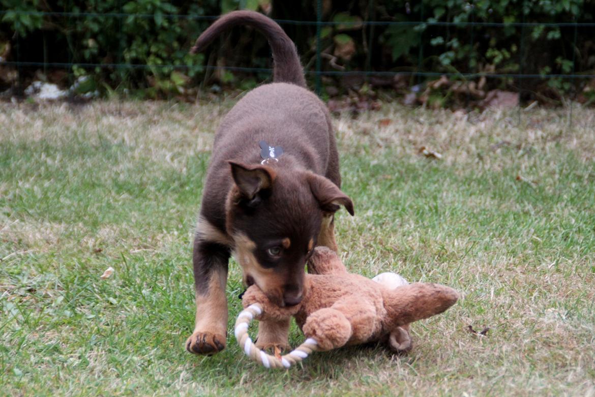 Border collie / Australsk Kelpie - Jack (Sparrow) billede 46