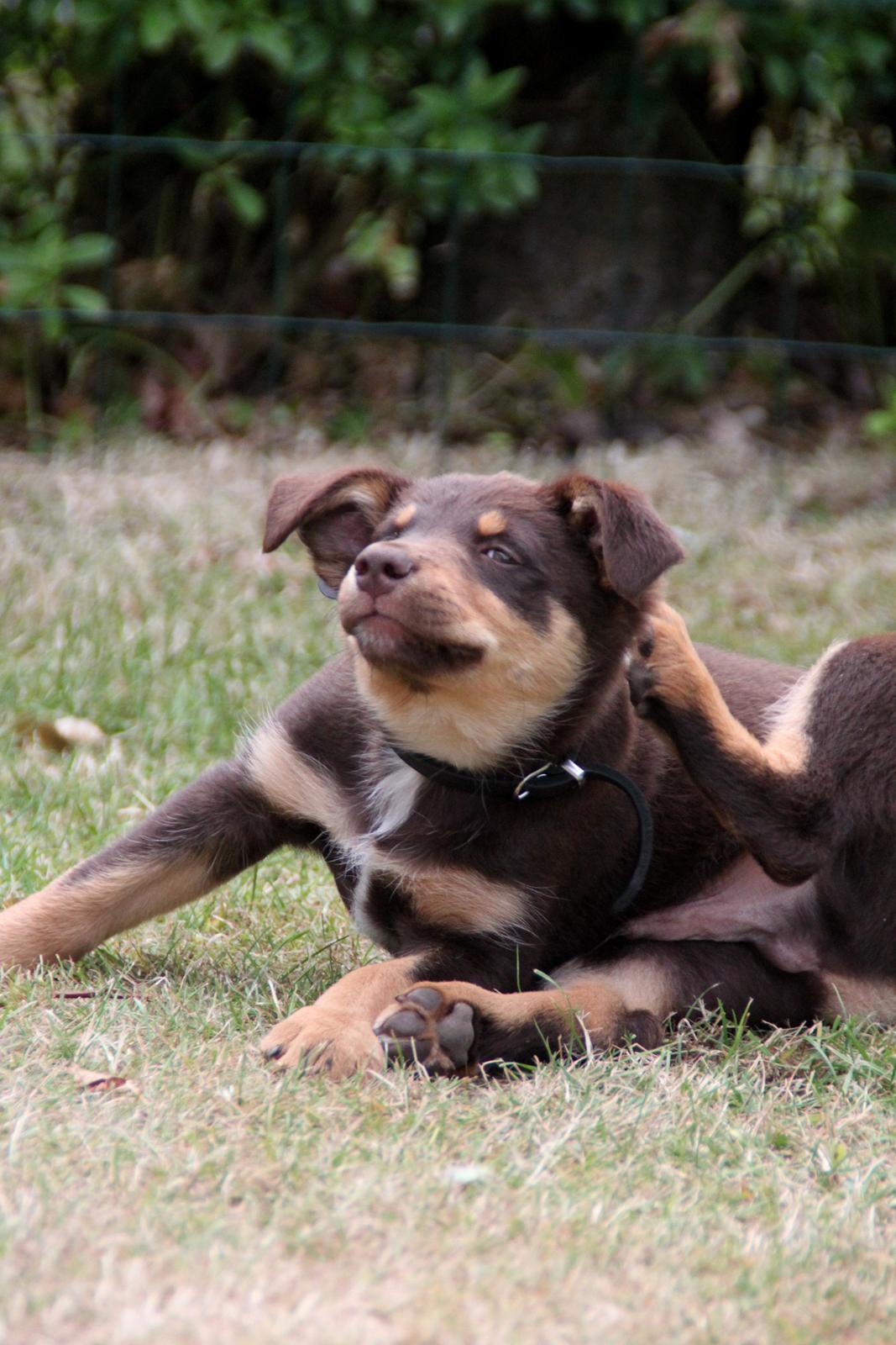 Border collie / Australsk Kelpie - Jack (Sparrow) billede 47
