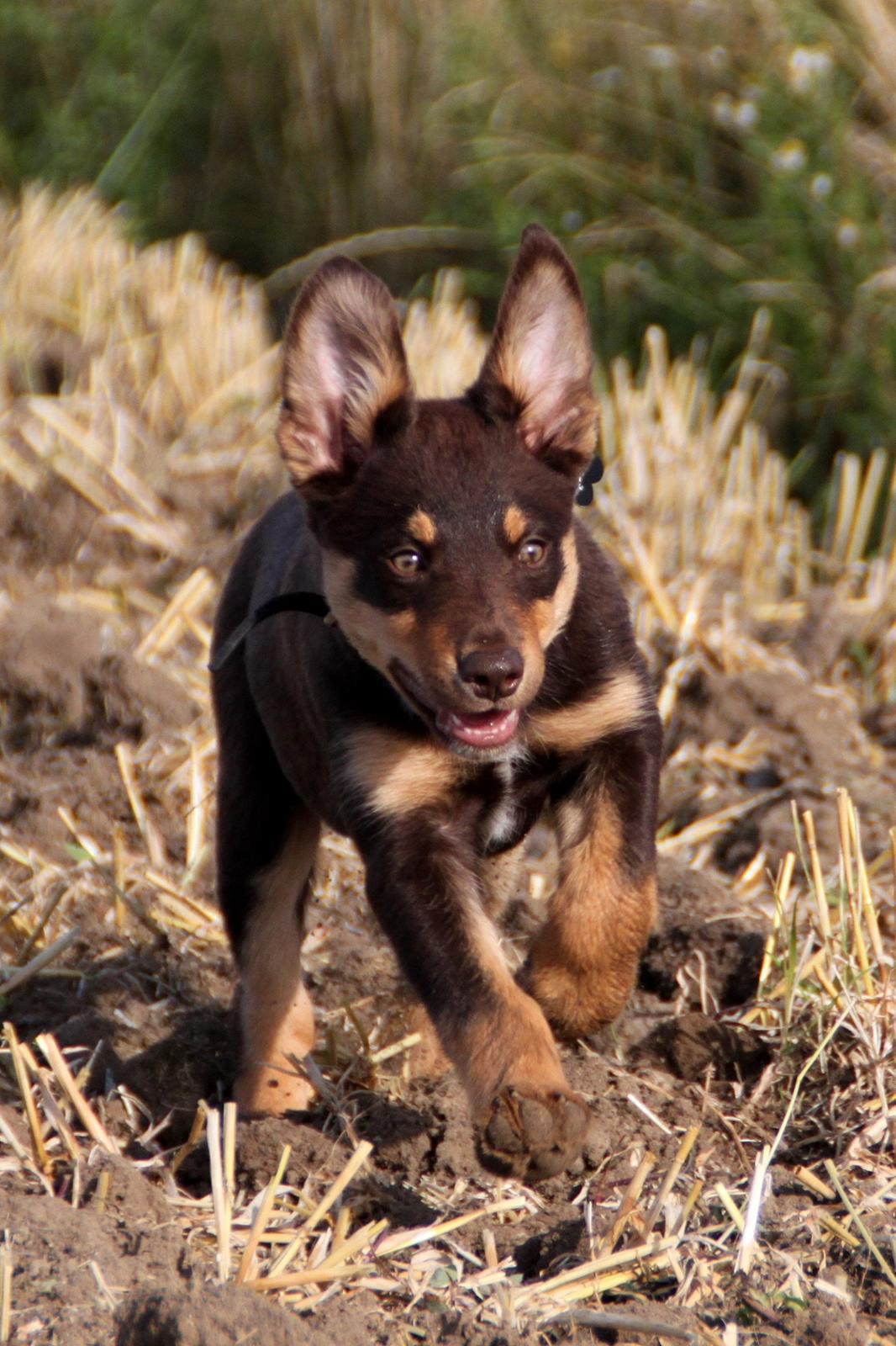 Border collie / Australsk Kelpie - Jack (Sparrow) - På marken med hundene d. 20. juli 2014 :). billede 20