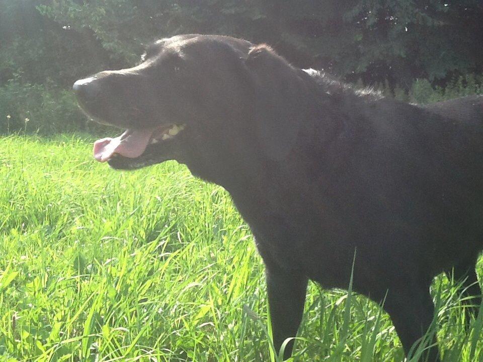 Labrador retriever Rana Schirmer  billede 25