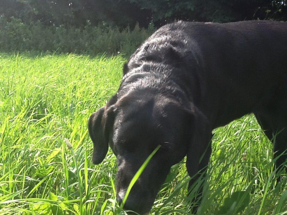 Labrador retriever Rana Schirmer  billede 26