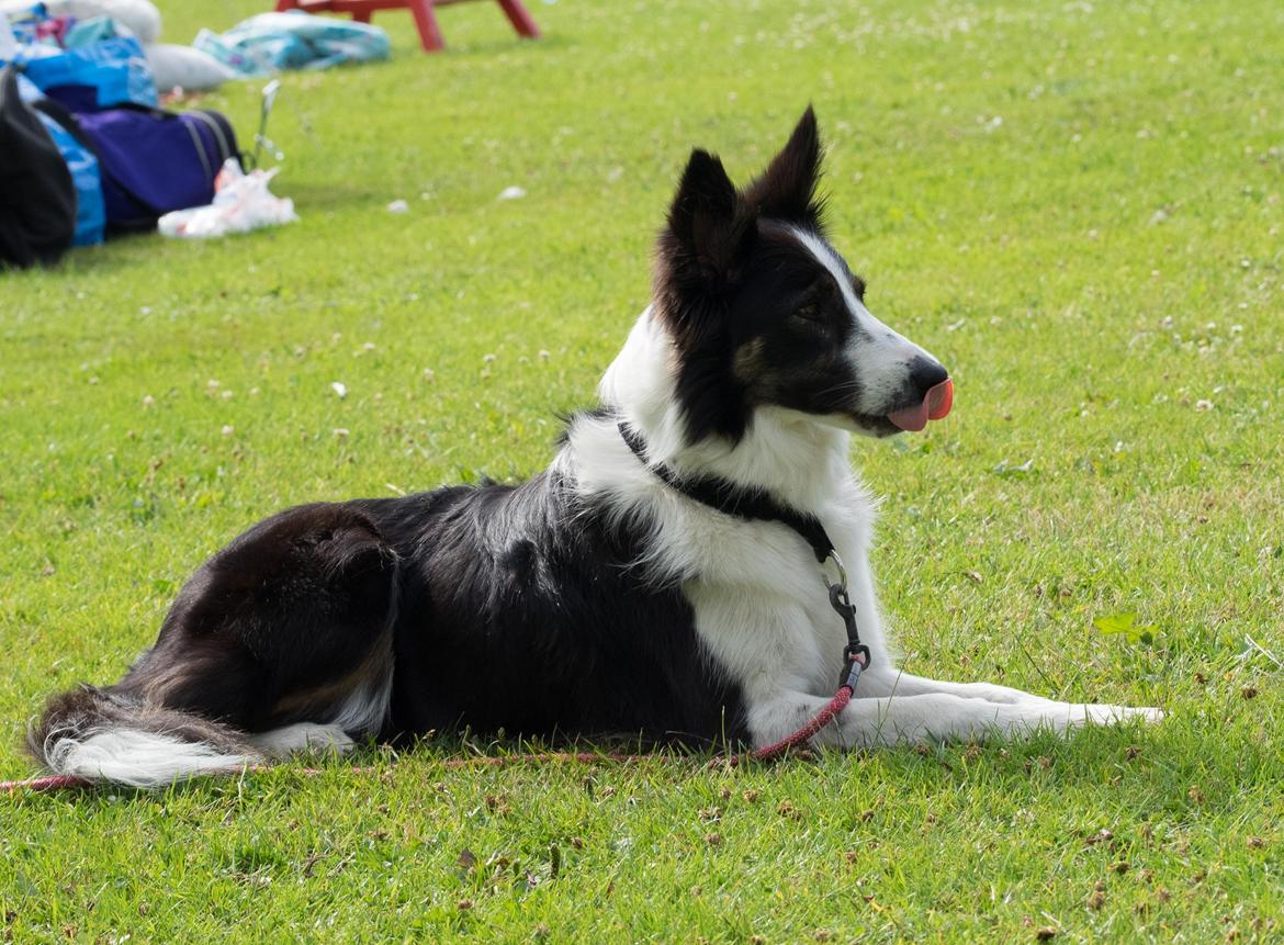 Border collie Laika - Ungdoms agility camp 2014 :-D billede 11