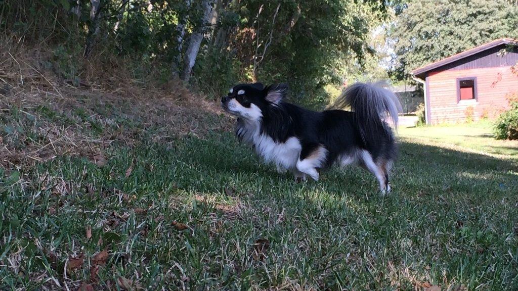 Chihuahua Chester billede 13